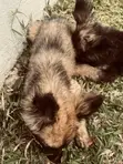 3-6 Month Female Purebred German Shepherd - 4