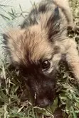 3-6 Month Female Purebred German Shepherd - 5