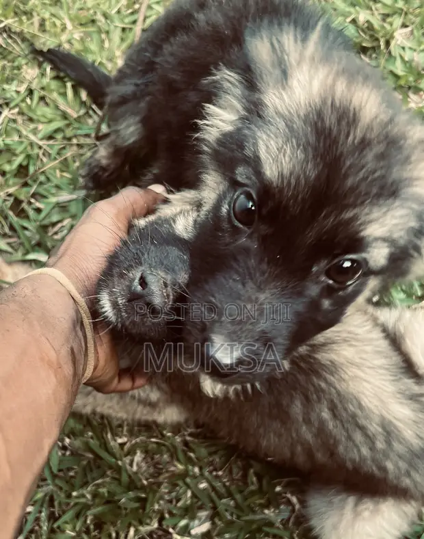 Purebred Female German Shepherd Puppy, 3 Months - 1