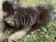 Purebred Female German Shepherd Puppy, 3 Months - 2