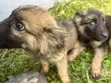 Purebred Female German Shepherd Puppy, 3 Months - 3