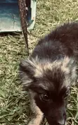 Purebred Female German Shepherd Puppy, 3 Months - 4