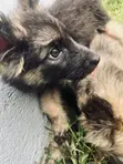 Purebred Female German Shepherd Puppy, 3 Months - 5