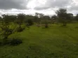 Farmland for Sale in Rwetamu, Kiruhura District - 2