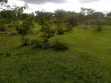 Farmland for Sale in Rwetamu, Kiruhura District - 3