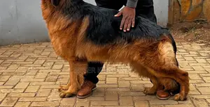 Purebred German Shepherd - 1+ Year Male