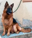 Purebred German Shepherd - 1+ Year Male - 2