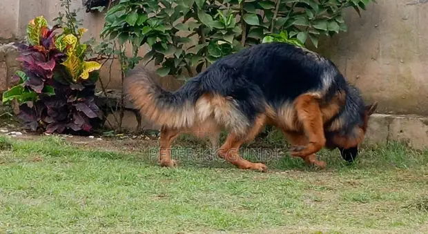 Purebred German Shepherd - 1+ Year Male - 1