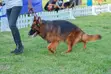 Purebred German Shepherd - 1+ Year Male - 2