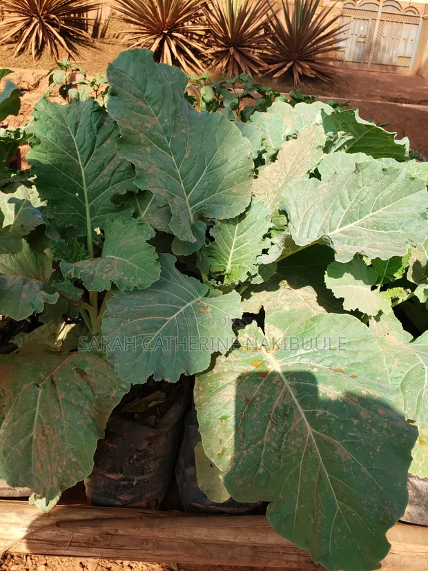 Urban Farming Solutions by AgroMet Farm Services - 1