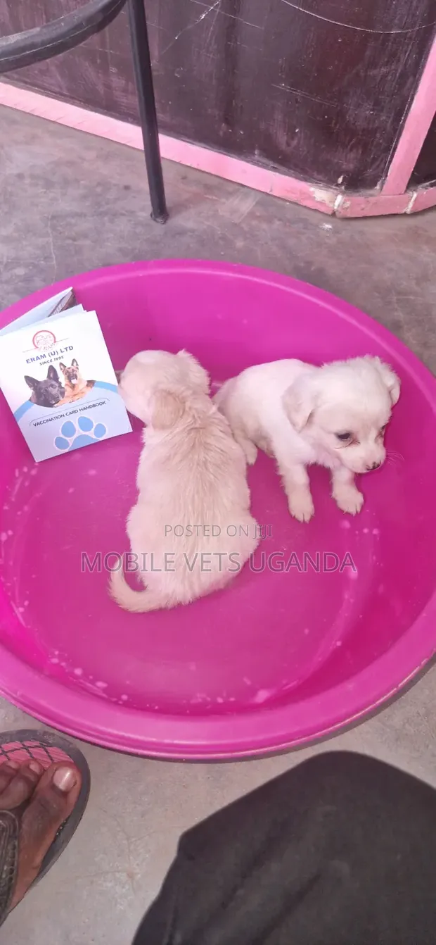 Male Purebred Japanese Chin Puppy (1-3 Months) - 1