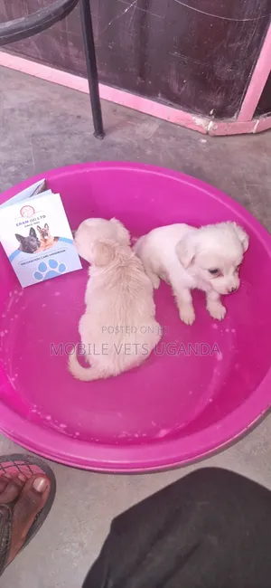 Male Purebred Japanese Chin Puppy (1-3 Months)