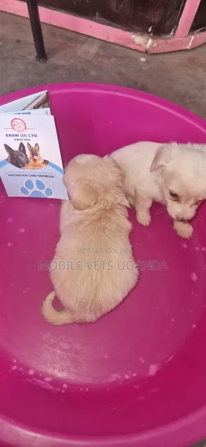 Female Purebred Japanese Chin Puppy (0-1 month)