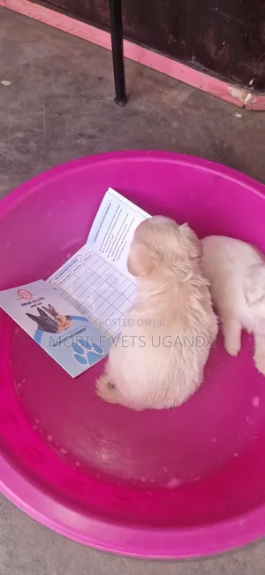 Male Japanese Spitz Puppy, 1-3 Months