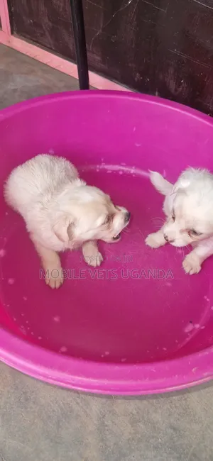 Female Japanese Spitz Puppy - 1-3 Months Old