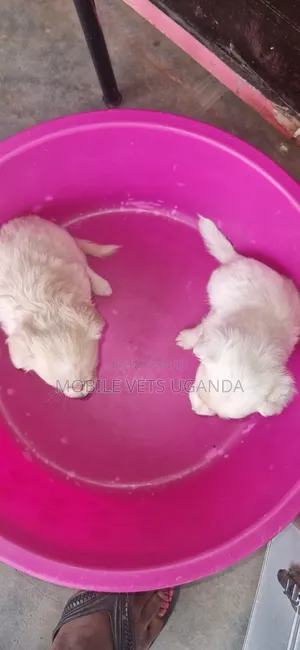 1-3 Month Old Male Purebred Japanese Spitz Puppy
