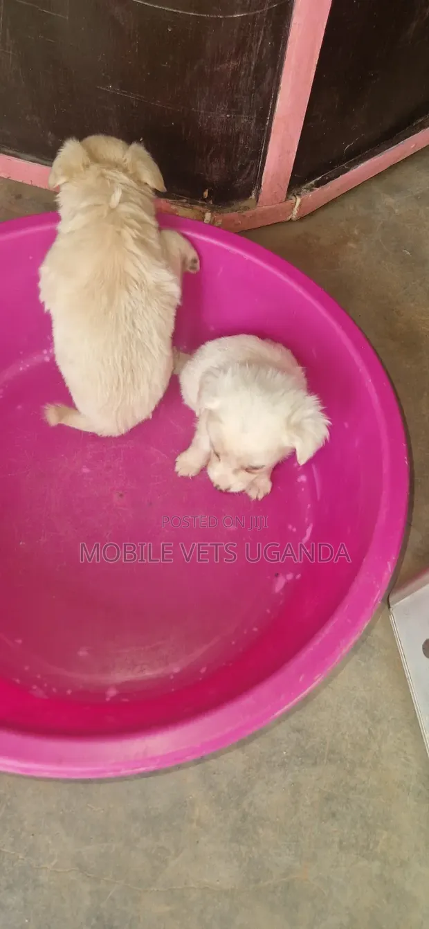 1-3 Month Male Purebred Japanese Spitz Puppy - 1