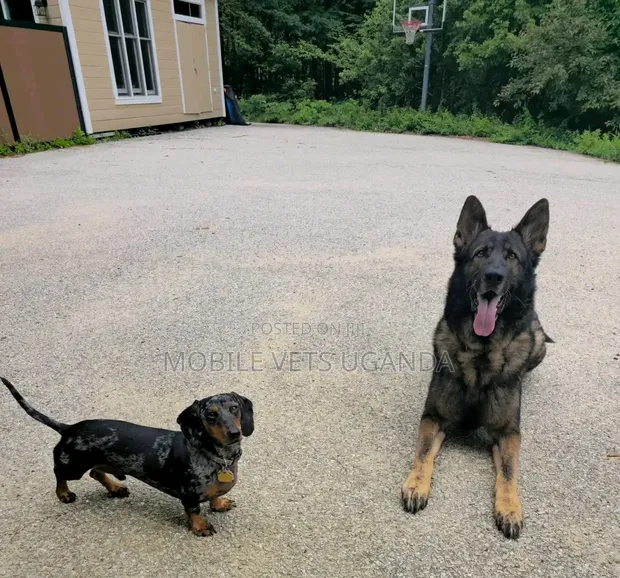 Female Purebred Dachshund Puppy (1-3 Months) - 1