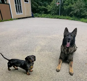 Female Purebred Dachshund Puppy (1-3 Months)