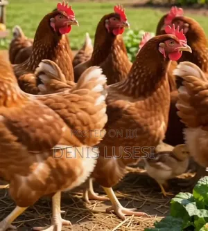 Kroiler Chickens for Sale in Mukono