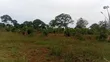 2 Acres Prime Farmland, Wesunire, Buyende - 1
