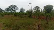 2 Acres Prime Farmland, Wesunire, Buyende - 2
