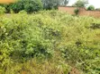 Half Acre Land for Sale in Arua City - 1