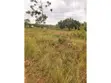 Half Acre Land for Sale in Arua City - 3