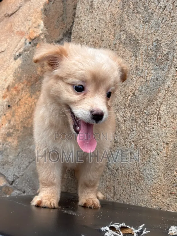 1-3 Month Male Purebred Japanese Spitz Puppy - 1