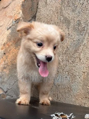 1-3 Month Male Purebred Japanese Spitz Puppy