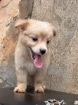 1-3 Month Male Purebred Japanese Spitz Puppy - 1