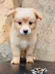 1-3 Month Male Purebred Japanese Spitz Puppy - 2