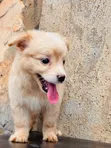 1-3 Month Male Purebred Japanese Spitz Puppy - 3