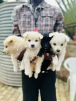 1-3 Month Male Purebred Japanese Spitz Puppy - 4