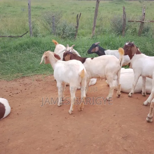 Boer and Savannah Goats, Breeding Cows - 1
