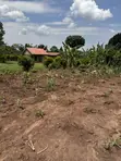 50x50ft & 50x100ft Plots for Sale, Nakifuma-Kakinzi - 1