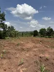 50x50ft & 50x100ft Plots for Sale, Nakifuma-Kakinzi - 4