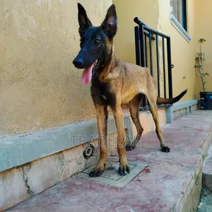 Female Belgian Malinois, 7 Months Old