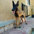 Female Belgian Malinois, 7 Months Old - 1