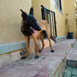 Female Belgian Malinois, 7 Months Old - 2