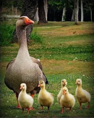 African Geese for Sale
