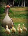 African Geese for Sale - 1