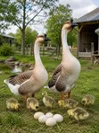 African Geese for Sale - 2