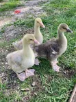 African Geese for Sale - 3