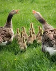 African Geese for Sale - 4