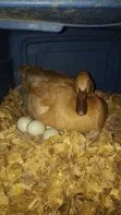 African Geese for Sale - 5