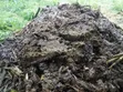Cow Manure - 1