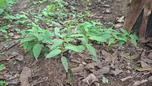 Musizi / Umbrella Tree Seedlings