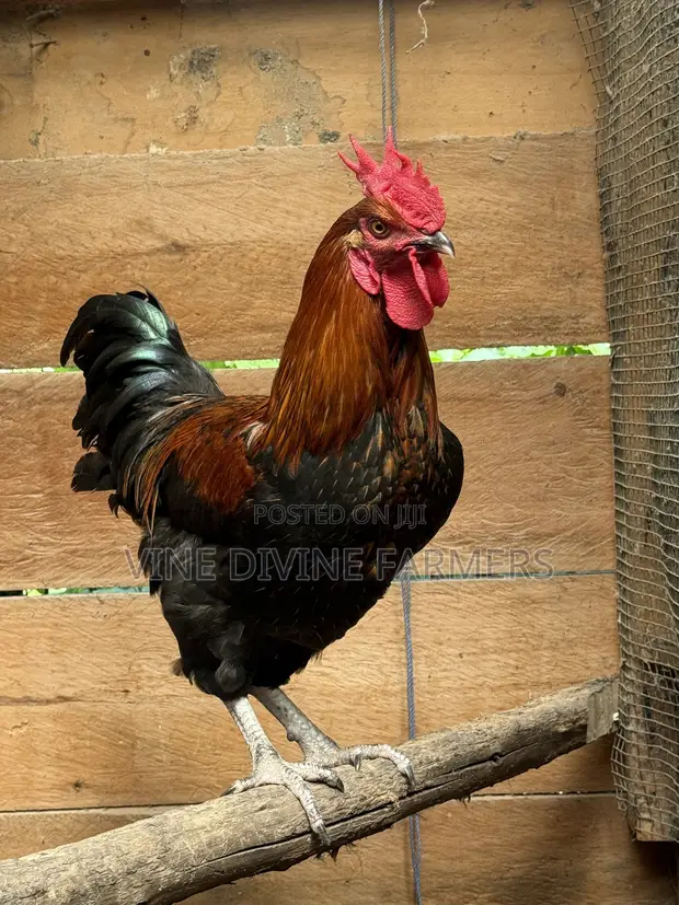 Male Chicken (Enkooko) for Sale - 1