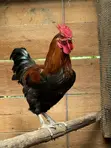 Male Chicken (Enkooko) for Sale - 1